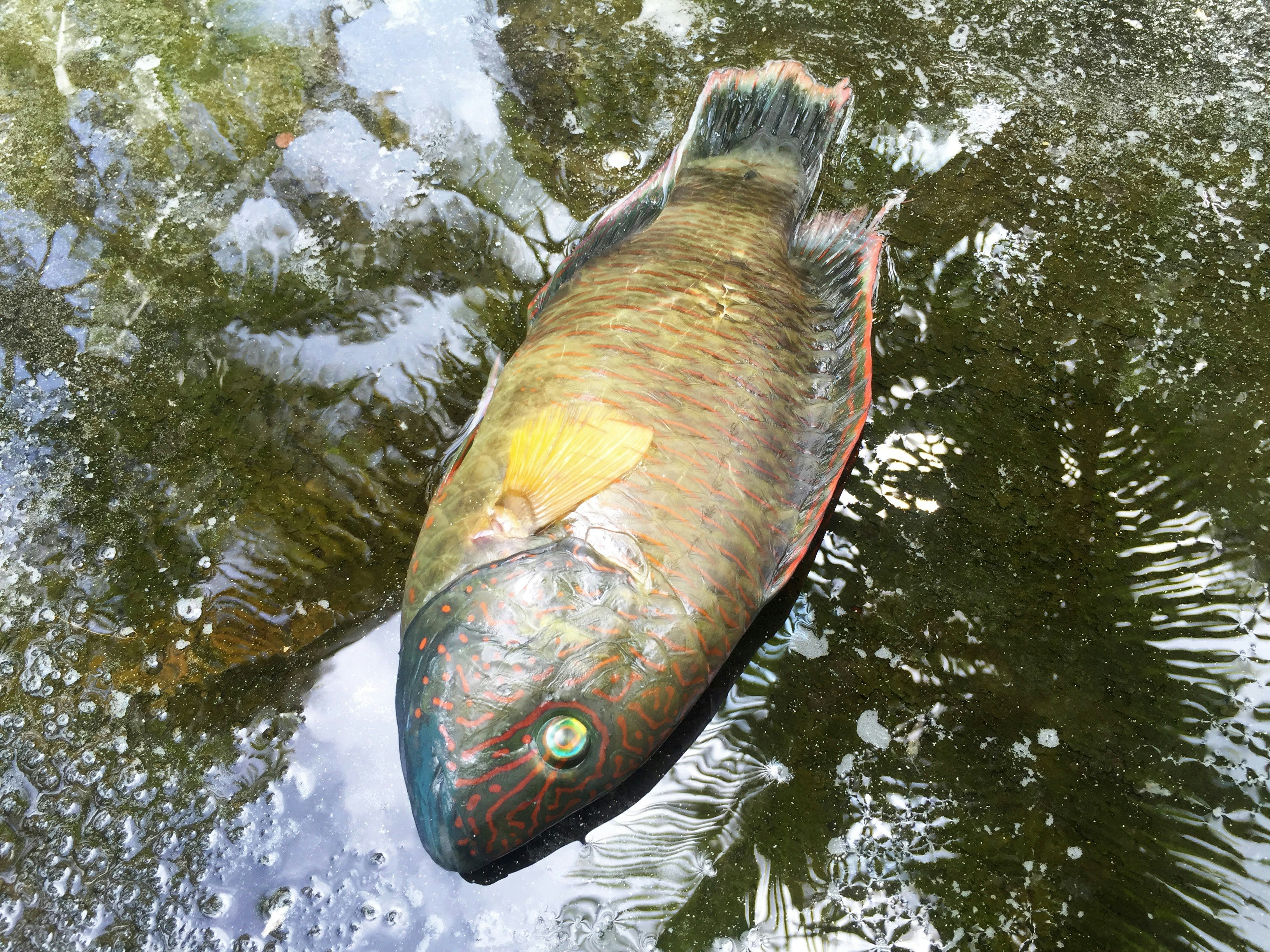 brown and blue fish on water